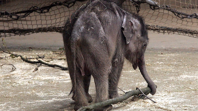 Jedna z posledních fotografií chadnoucího sloního chlapeka
