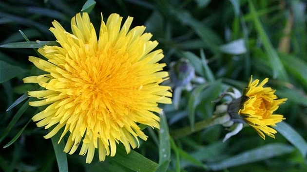 Pampelika neboli smetanka lkask (Taraxacum officinale). Ilustran foto 