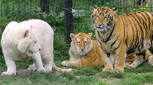 Dv samice tygra indického v unikátních barevných variantách, bílá - snow a zlatá - golden tabby.