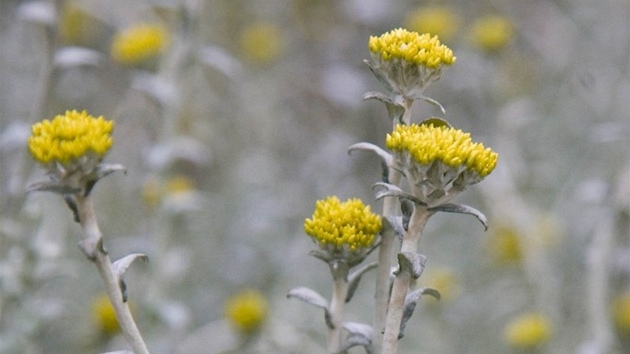 Smil písený (Helichrysum arenerium)