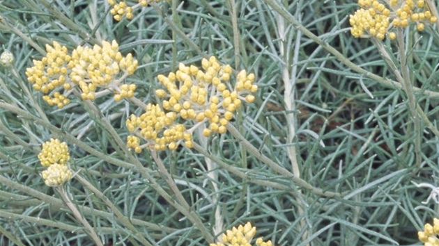 Smil písený (Helichrysum arenerium)