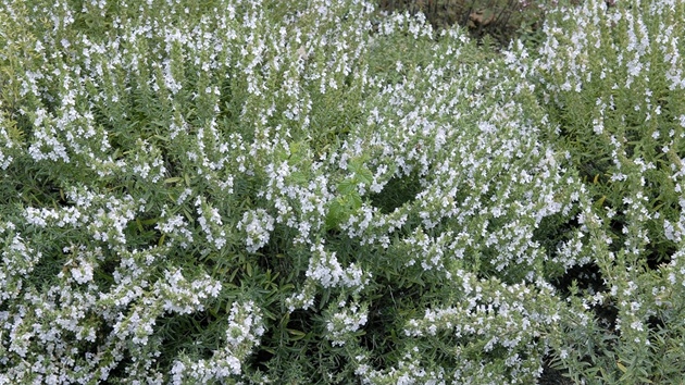 Saturejka horská (Satureja montana)