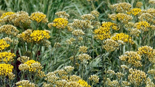 Smil písený (Helichrysum arenerium)