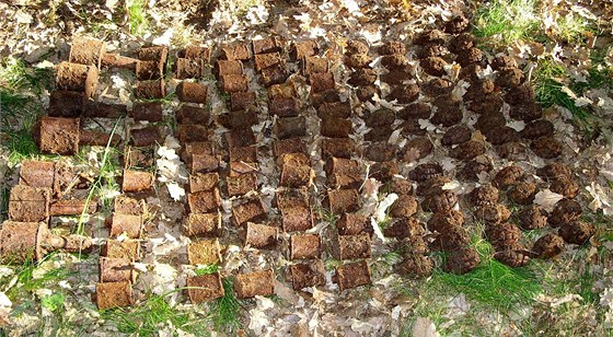 Pyrotechnici si ze zahrady odvezli sedmnáct vejitých granát a dv tíkilogramové TNT náloe. Ilustraní foto