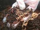 Kuchyský odpad íaly spoádají, projde jejich trávicím traktem a pemní se v kvalitní kompost. 