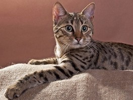 Egyptská kočka mau zaujme orientálním vzhledem i inteligencí