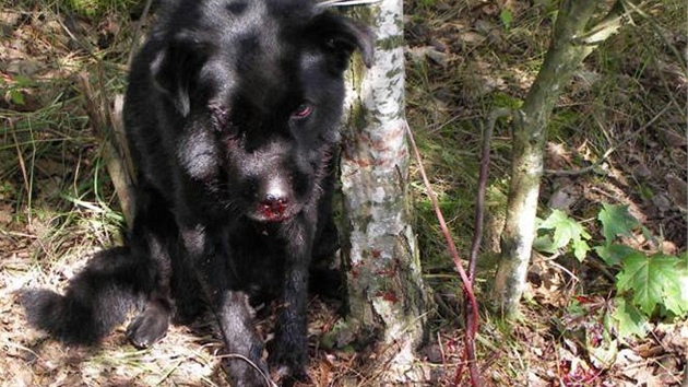 Týraný pes, kterého nala dchodkyn zbitého uvázaného v lese (1.9.2010)
