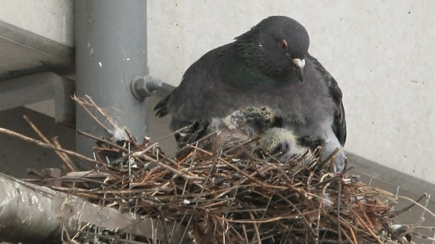 Pemnoení holubi v Hodonín