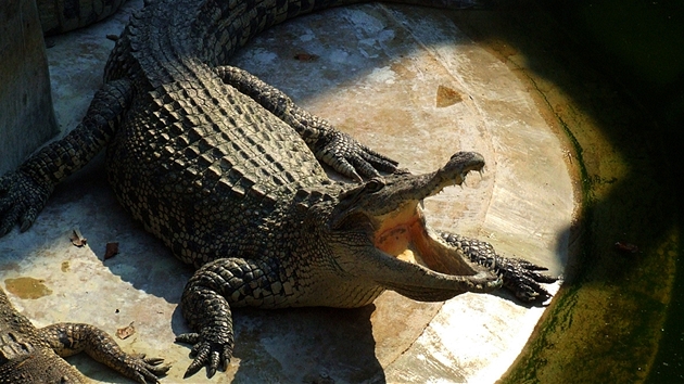 Mnoho krokodýl nehybn eká s otevenou tlamou.