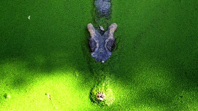 Ve vod i na soui leí desítky nehybných krokodýl.