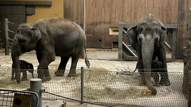 Vlevo slonice Vishesh se samekem, vedle matka Johti se samikou.