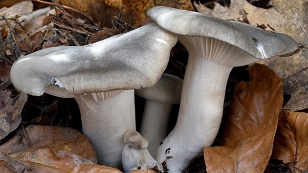 ��avnatka b�eznovka