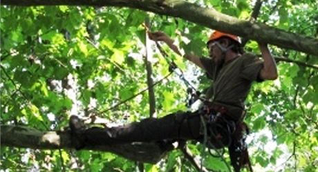 Arboristu okradli, zatímco proezával korunu stromu. (Ilustraní snímek)