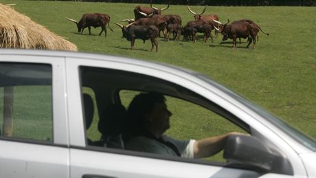 Safari ve Dvoe Krlov nad Labem z vlastnho auta