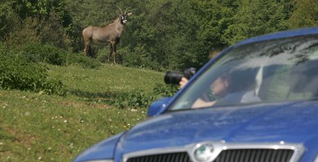 Safari ve Dvoe Krlov nad Labem z vlastnho auta