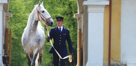 Hebec Favory Alta v hebín v Kladrubech nad Labem