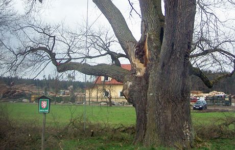 Pes 400 let starý Kepkv dub rostoucí nedaleko obce Turovec na Táborsku.