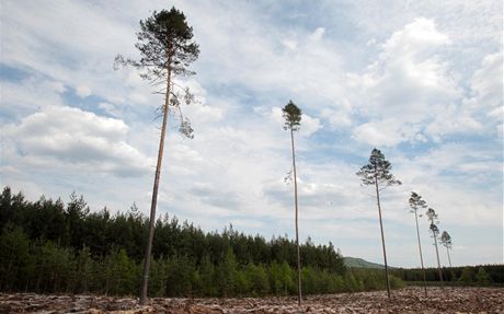 Ralsko - Blá pod Bezdzem - lesnický park - borovice u hájovny Trojzubec