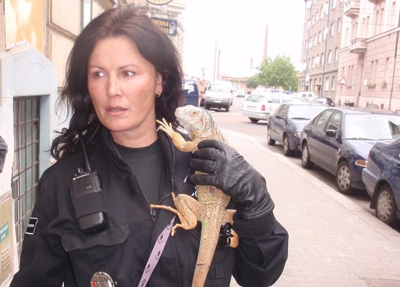Mstská policistka s odchyceným leguánem
