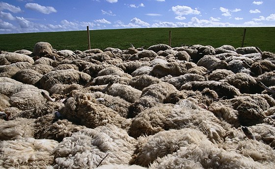 Mrtvé ovce (Ilustraní snímek)
