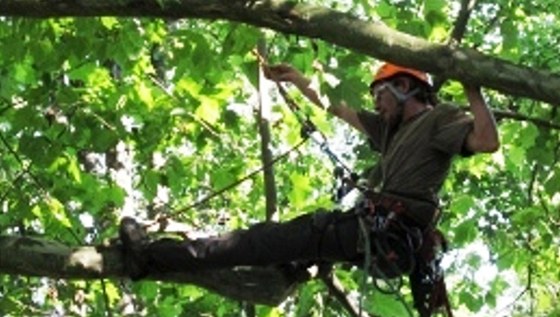 Arboristu okradli, zatímco proezával korunu stromu. (Ilustraní snímek)