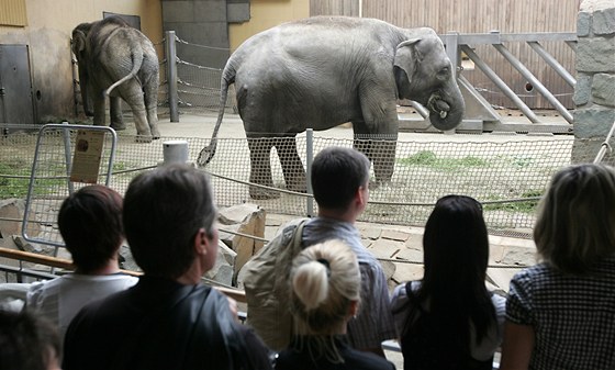 Sloní pavilon se stal nejvtí atrakcí ostravské zoo.