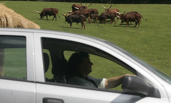 Safari ve Dvoe Králové nad Labem z vlastního auta