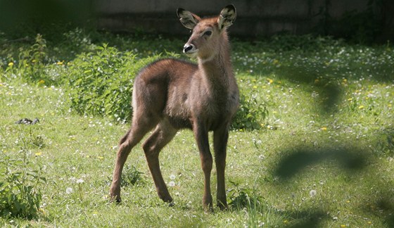 Safari v zoo Dvr Králové nad Labem