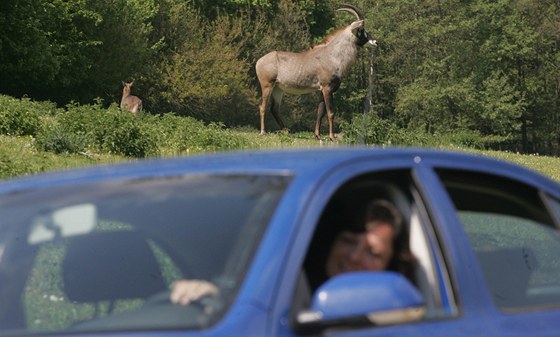 Safari ve Dvoe Králové nad Labem z vlastního auta