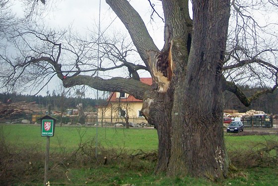 Přes 400 let starý Kepkův dub rostoucí nedaleko obce Turovec na Táborsku.