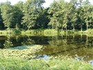 Typický kaprový rybník