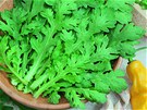 Jedlá chryzantéma (odrda maiko) má jemné listy bohaté na vitamíny, minerály a...