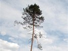 Ralsko - Blá pod Bezdzem - lesnický park - borovice u hájovny Trojzubec