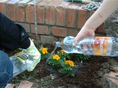 Zlivka erstv zasazench kvtin je dleit, me rozhodnout o byt a nebyt rostlin. Guerilla gardening v praskm Karln