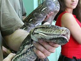 Nov vce ne pt metr dlouh krajta mkovan v plzesk zoologick zahrad