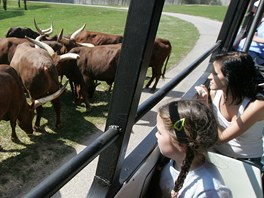 Safari v zoo Dvr Krlov nad Labem