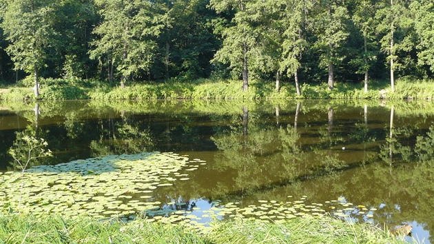 Typický kaprový rybník