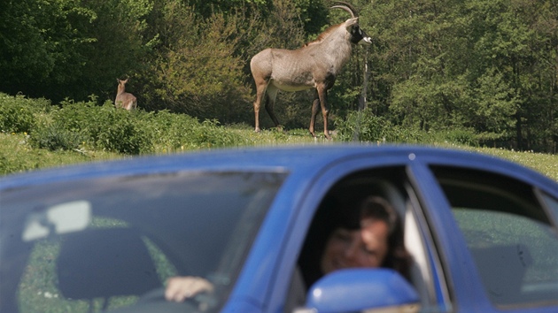 Safari ve Dvoe Králové nad Labem z vlastního auta