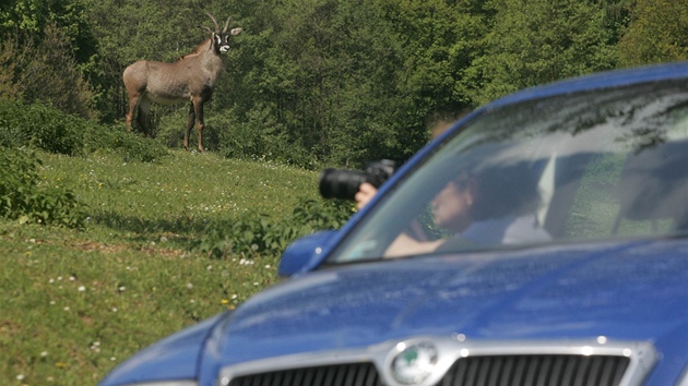 Safari ve Dvoe Krlov nad Labem z vlastnho auta