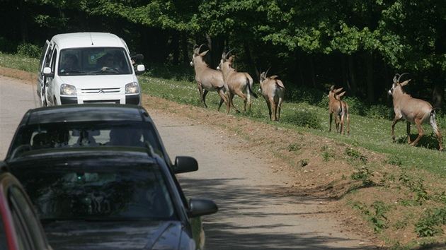 Safari ve Dvoe Králové nad Labem z vlastního auta