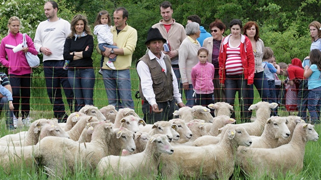 Otevření pastvin na Rochusu. Na snímku je ovčák Vojtěch Molek z Lidečka.