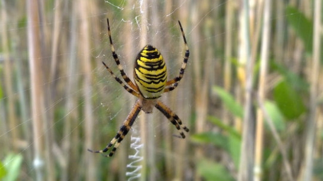 K�i�ák pruhovaný