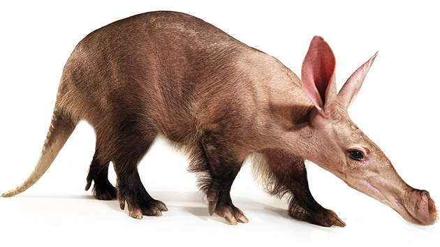 Samice Kvída z pra�ské zoo