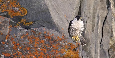 Sokol sthovav (Falco peregrinus)