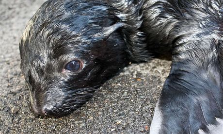 Lachtaní mlád z praské zoo nkolik hodin po porodu 