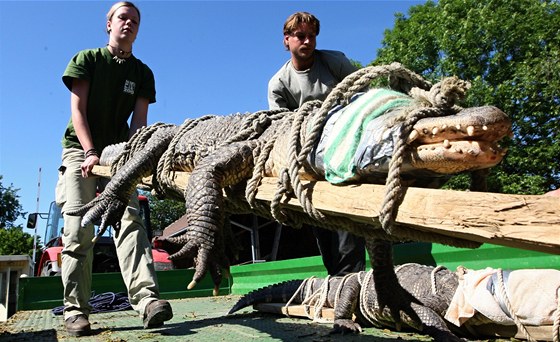 Stěhování aligátorů ve zlínské zoo. (26. května 2011)