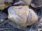 Pancéové psti a dalí munice z druhé svtové války nalezené v lese u obce Obora na Tachovsku