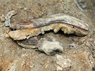 Archeologové odkryli v dobronínské lokalit U Viaduktu pozstatky dvou lidí.