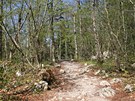  Typický lesní porost v okolí Rakova kocjana. Idylické klidné zákoutí, z nho nelze deifrovat, e jenom pár desítek metr od nj zaínají rozeklané stny.