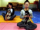 Také v Japonsku povaují cviení jógy s vlastním psem za ideální relaxaní techniku.  